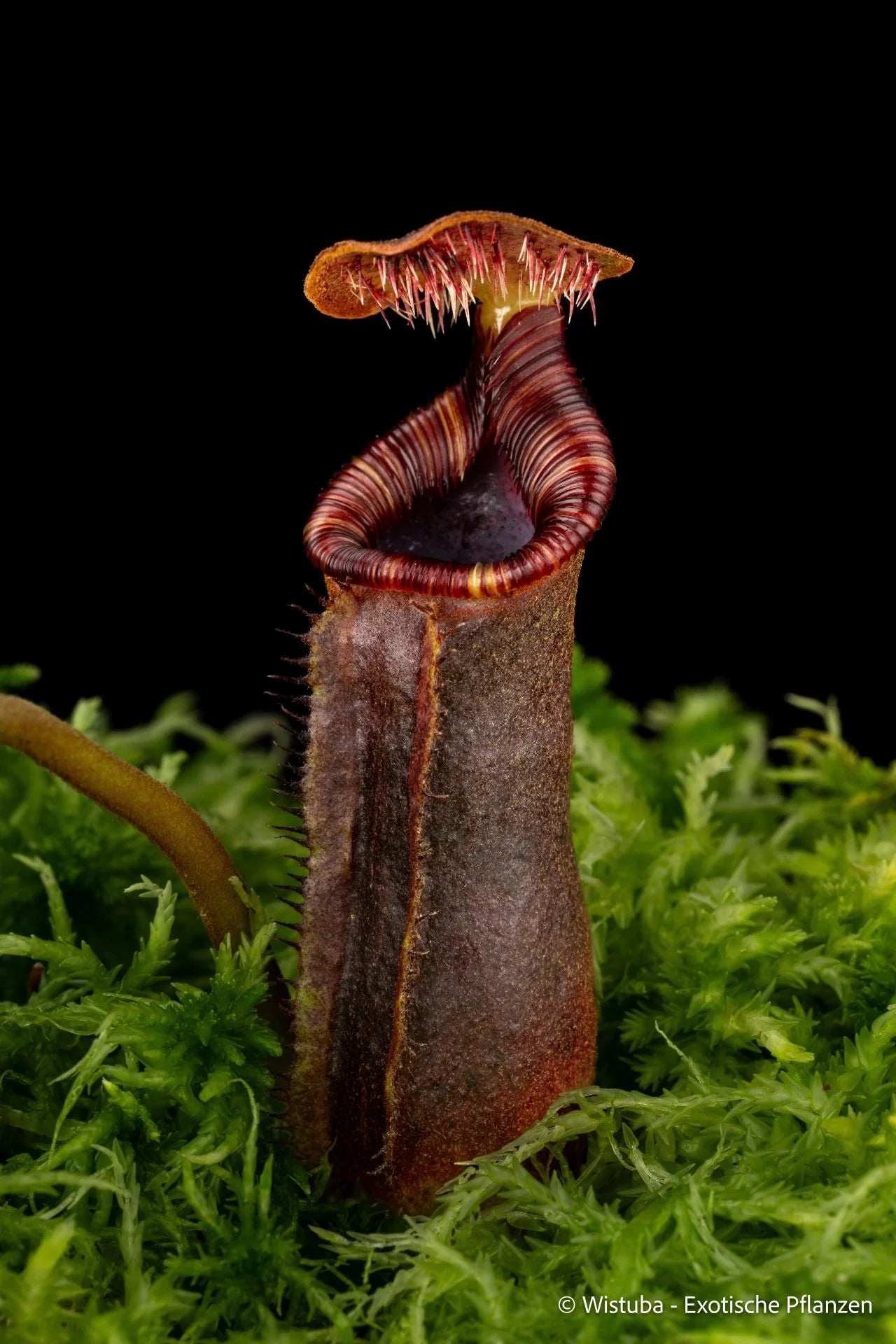Nepenthes lowii (Gunung Mentapok, Borneo) 大森食虫植物農園
