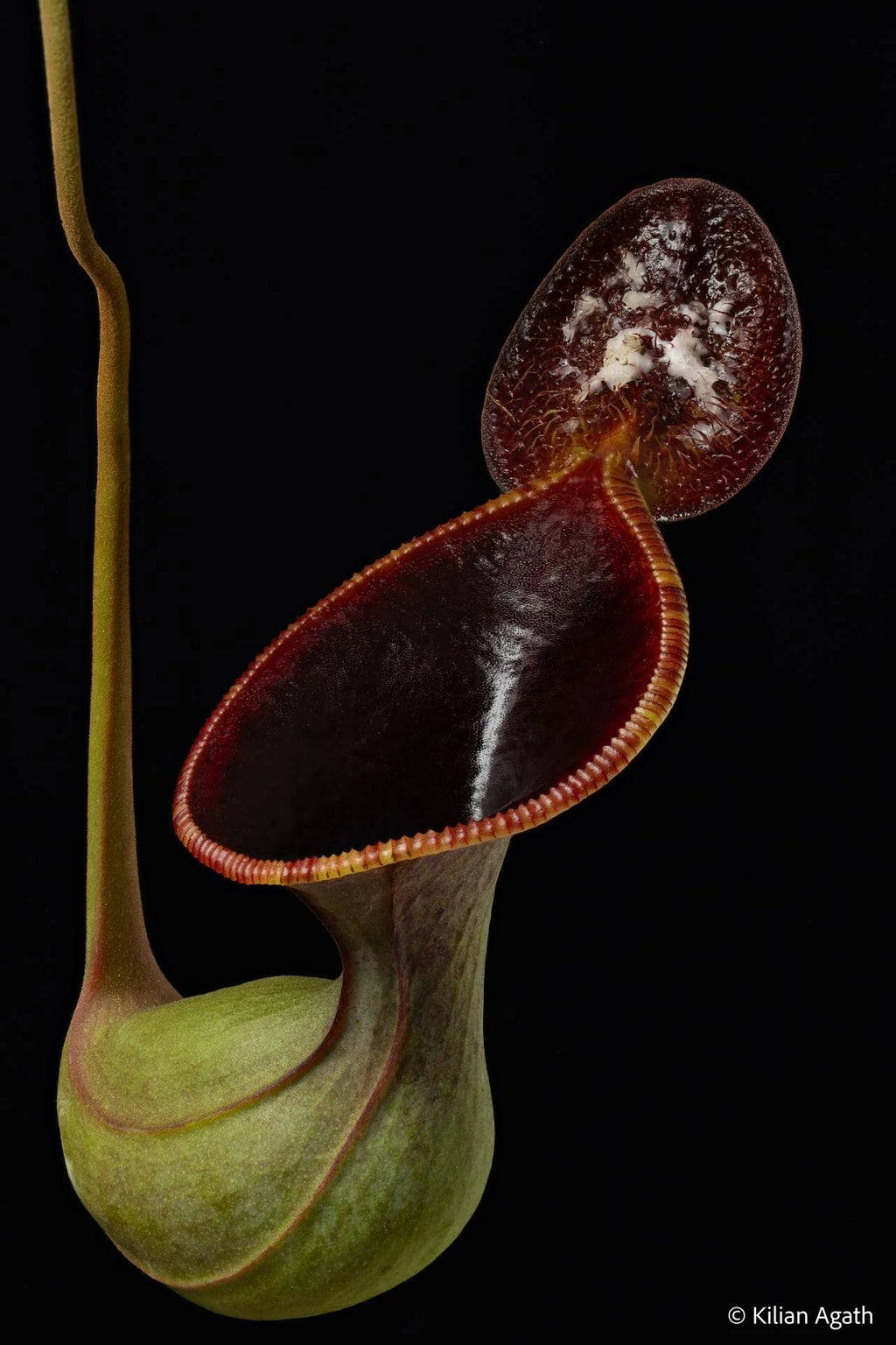 Nepenthes lowii (Gunung Mulu, Borneo) 大森食虫植物農園