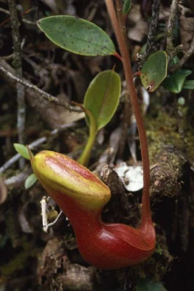 Nepenthes lowii (Gunung Mulu, Borneo) 大森食虫植物農園