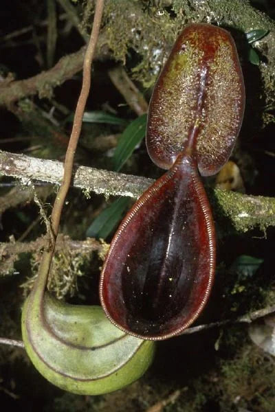 Nepenthes lowii (Gunung Mulu, Borneo) 大森食虫植物農園
