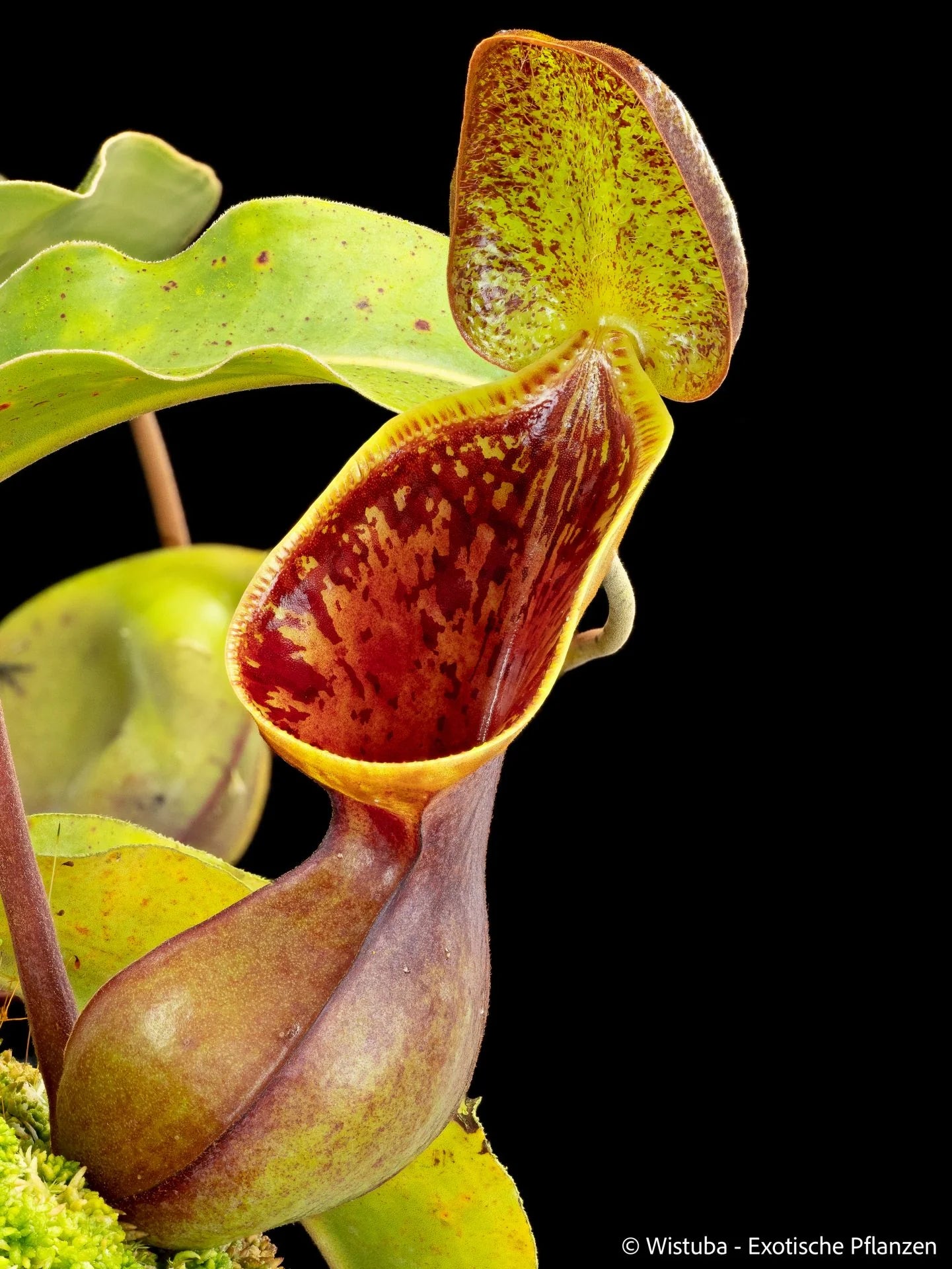 Nepenthes lowii (Gunung Murud, Borneo) 大森食虫植物農園