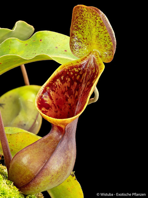 Nepenthes lowii (Gunung Murud, Borneo) 大森食虫植物農園