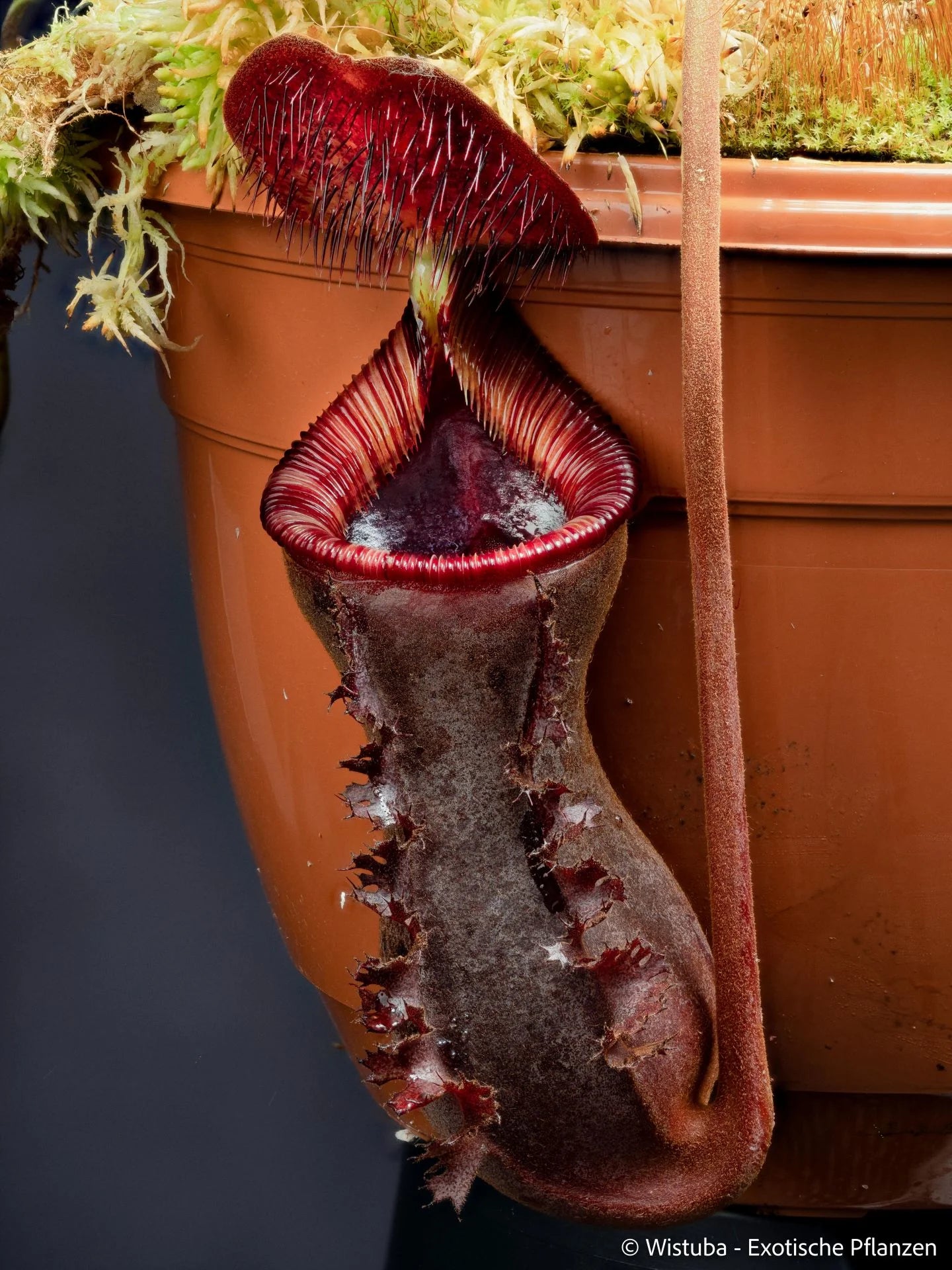 Nepenthes lowii (Gunung Murud, Borneo) 大森食虫植物農園