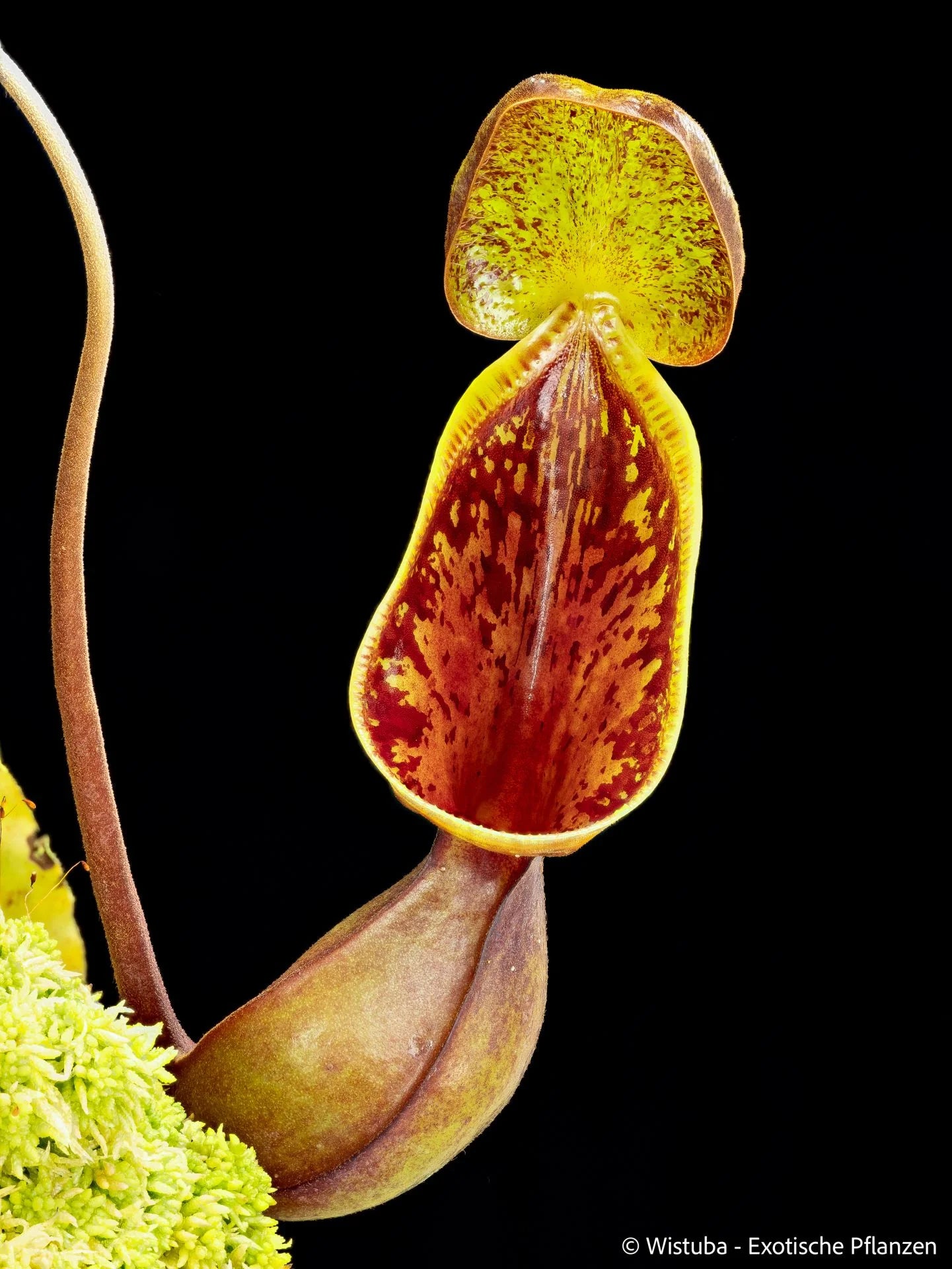 Nepenthes lowii (Gunung Murud, Borneo) 大森食虫植物農園