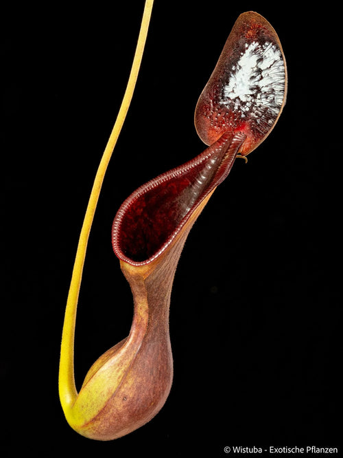 Nepenthes lowii (Gunung Trusmadi, Borneo) 大森食虫植物農園