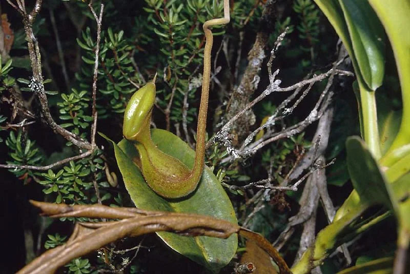 Nepenthes lowii (Gunung Trusmadi, Borneo) 大森食虫植物農園