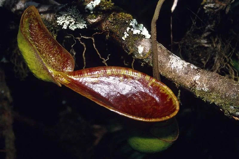 Nepenthes lowii (Gunung Trusmadi, Borneo) 大森食虫植物農園