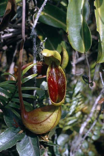 Nepenthes lowii (Gunung Trusmadi) x lowii (Mulu) 大森食虫植物農園