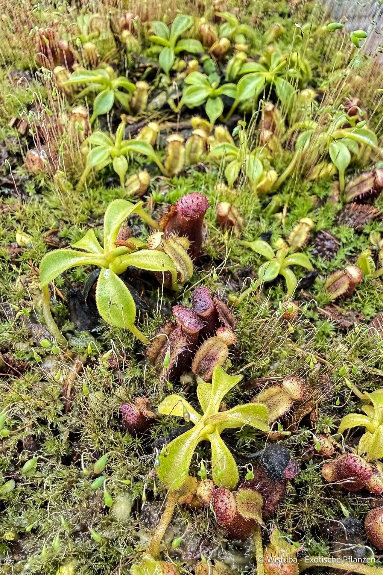 Nepenthes lowii (Mt Kina., Borneo) 大森食虫植物農園