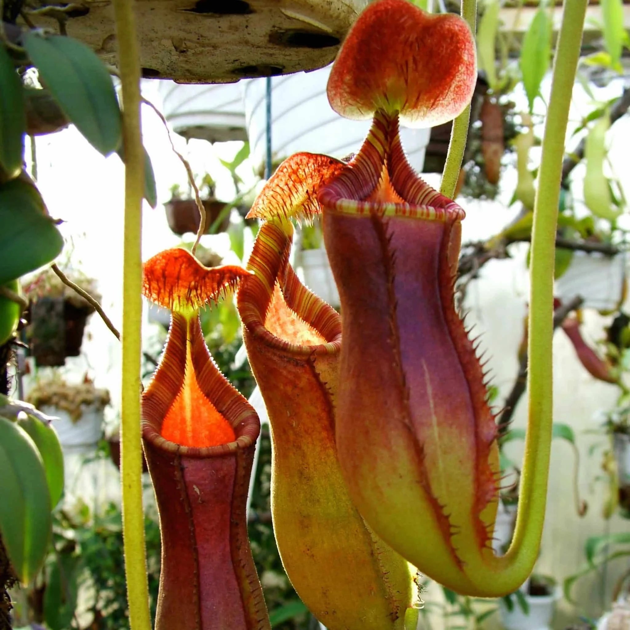 Nepenthes lowii, Mulu, 6-8 cm 大森食虫植物農園