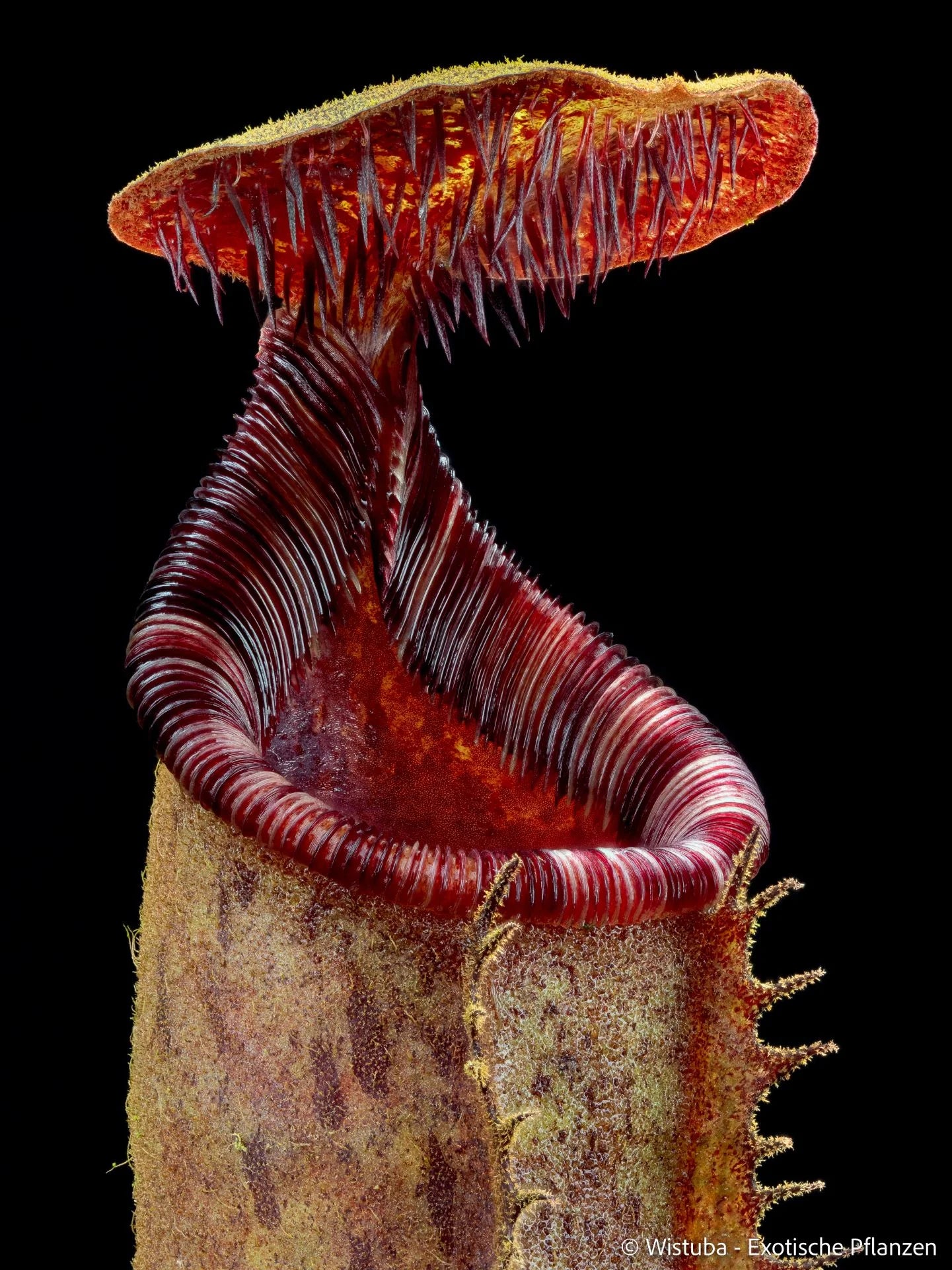 Nepenthes lowii (Mulu, Clone 7) x (lowii x zakriana) 大森食虫植物農園