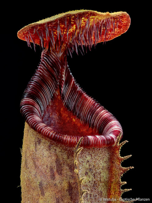 Nepenthes lowii (Mulu, Clone 7) x (lowii x zakriana) 大森食虫植物農園