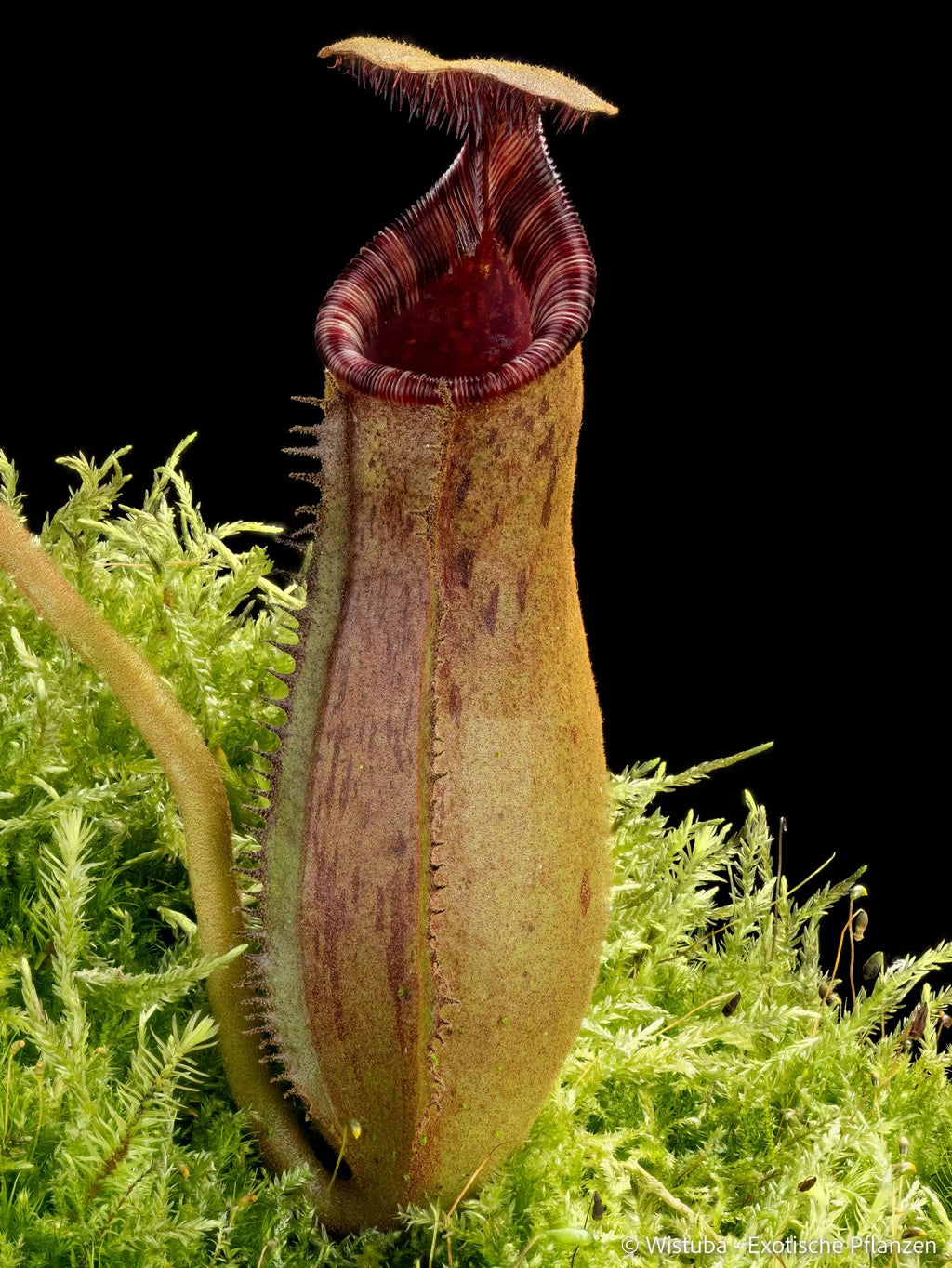 Nepenthes lowii (Mulu, Clone 7) x (lowii x zakriana) 大森食虫植物農園