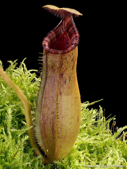 Nepenthes lowii (Mulu, Clone 7) x (lowii x zakriana) 大森食虫植物農園