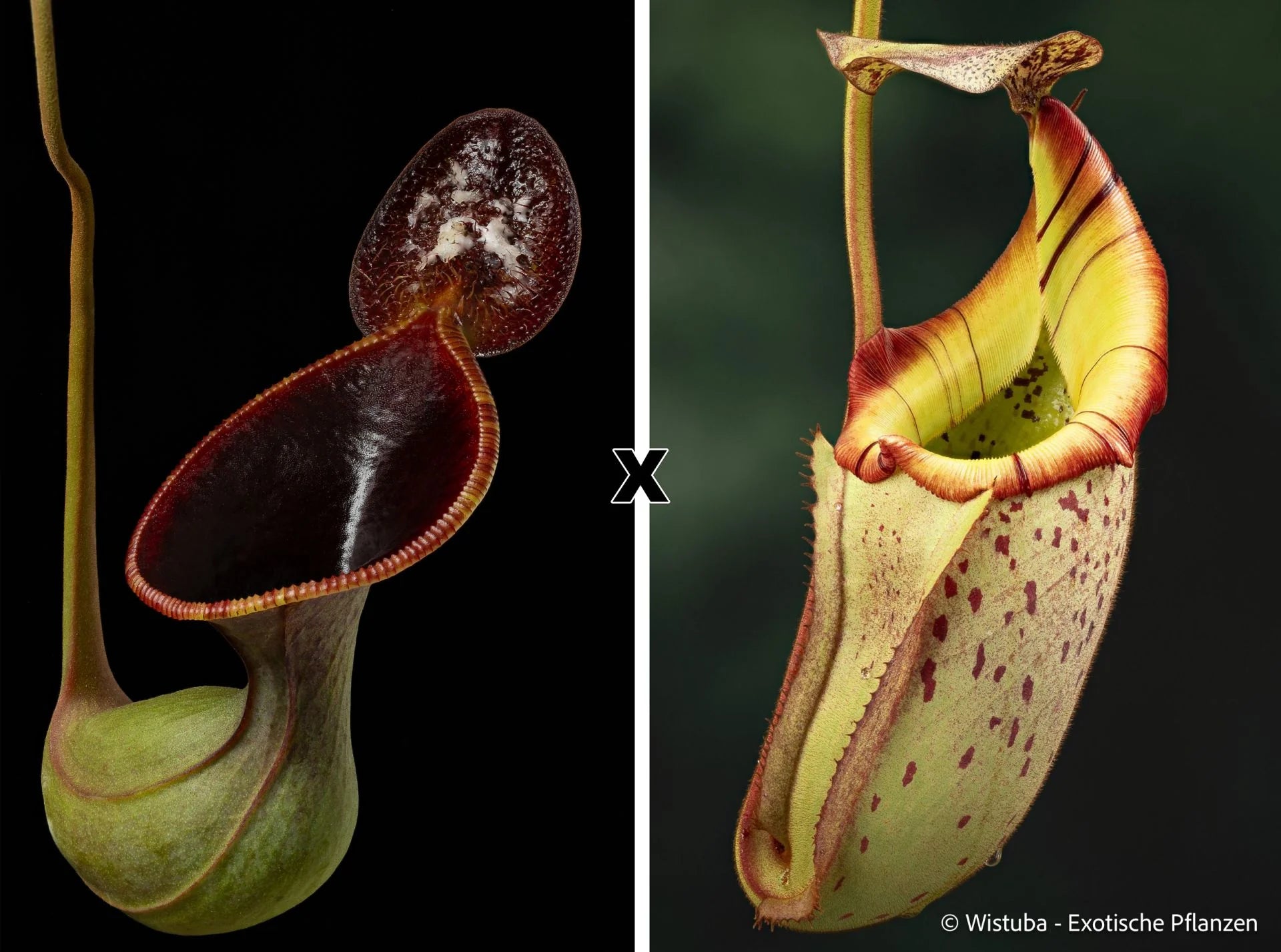 Nepenthes lowii (Mulu, clone 7) x (veitchii x burbidgeae) 大森食虫植物農園