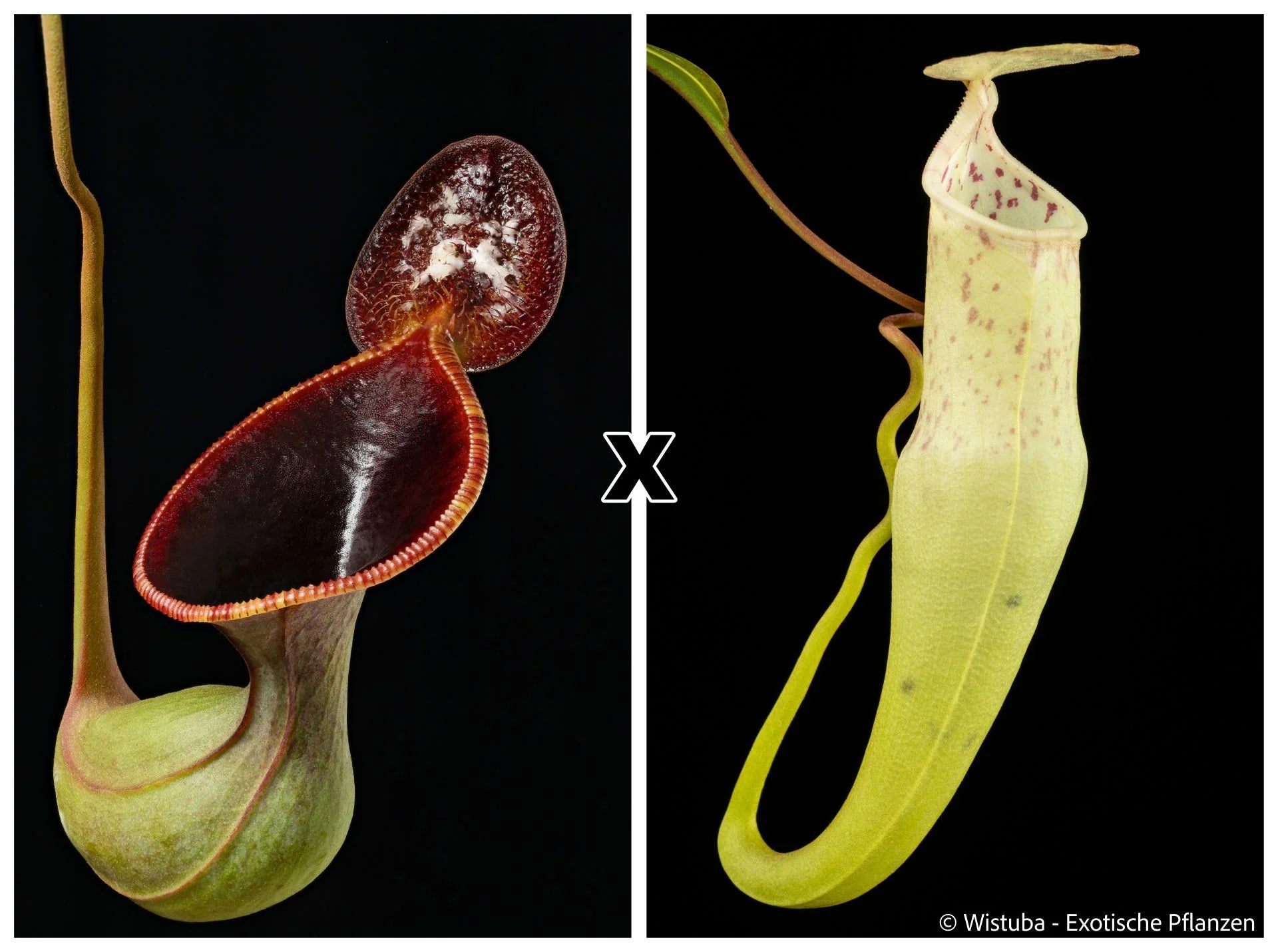 Nepenthes lowii (Mulu, clone 7) x alba 大森食虫植物農園