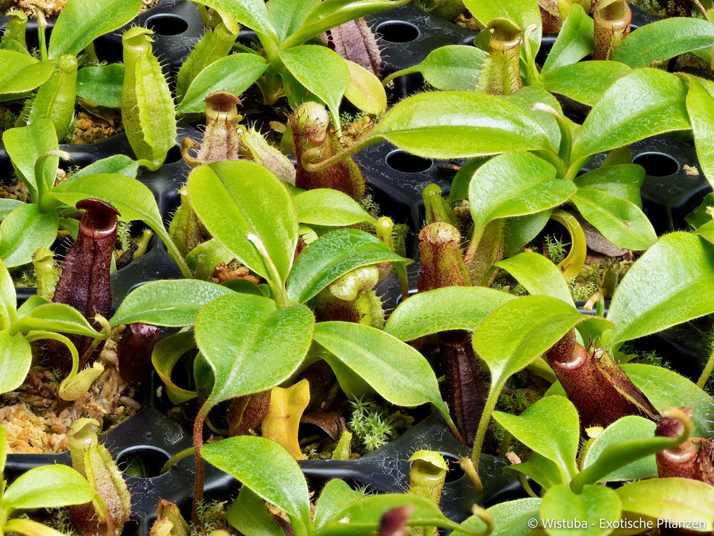 Nepenthes lowii (Mulu, clone 7) x mira 大森食虫植物農園