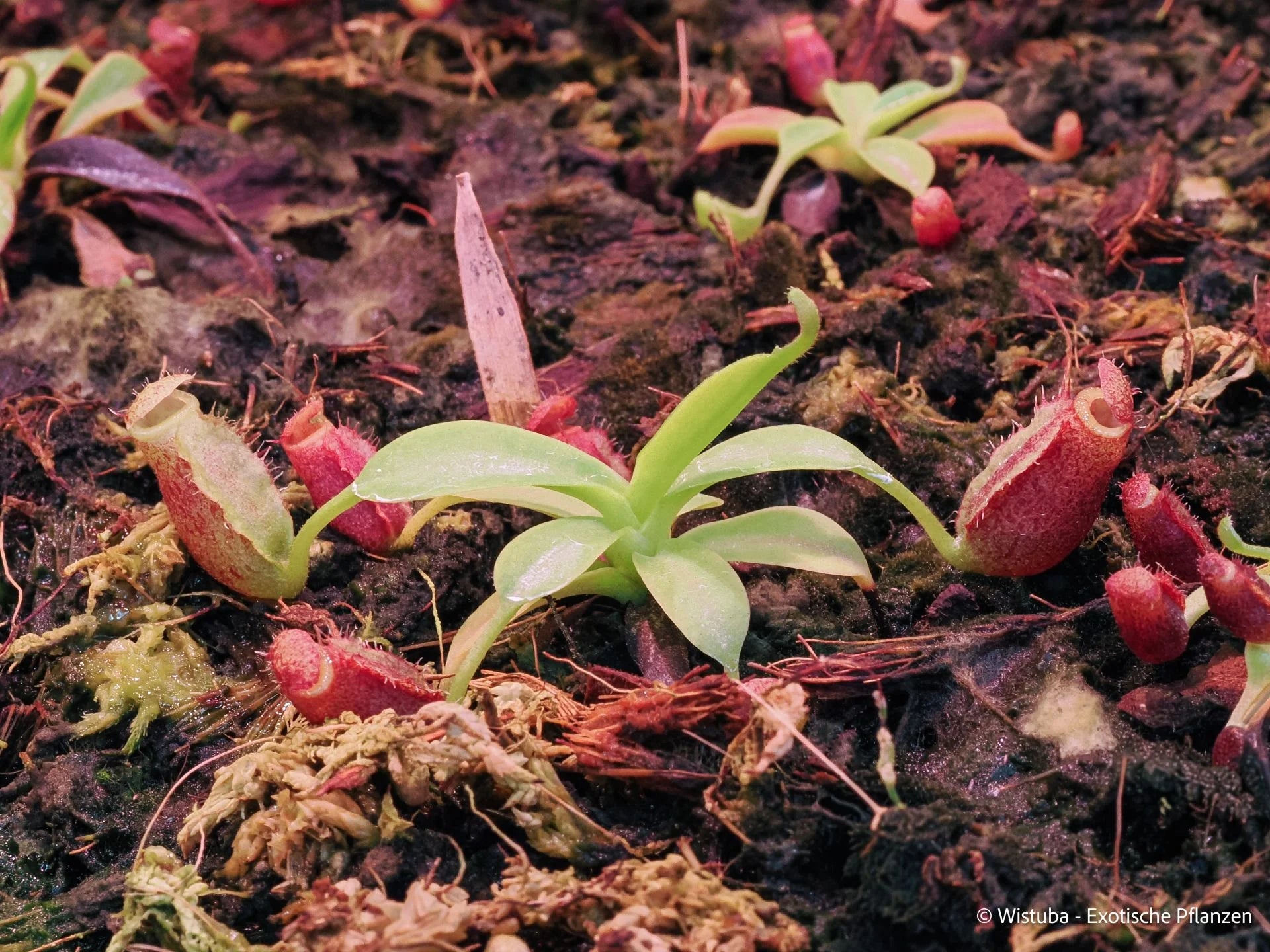 Nepenthes lowii (Mulu) x (lowii x campanulata) 大森食虫植物農園
