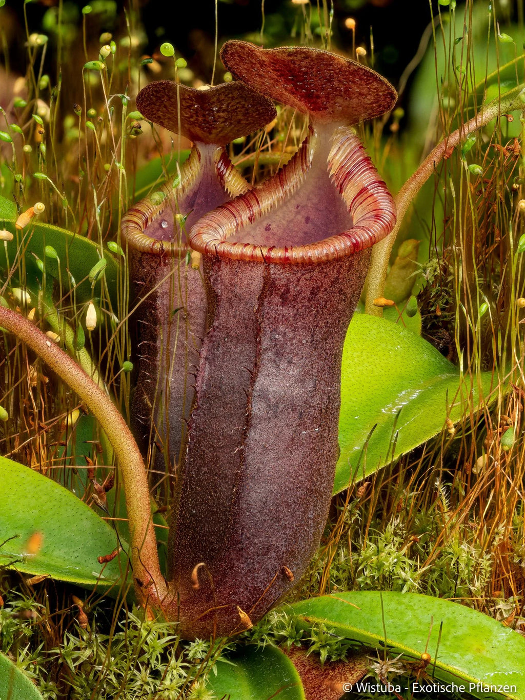 Nepenthes lowii (Mulu) x campanulata 大森食虫植物農園