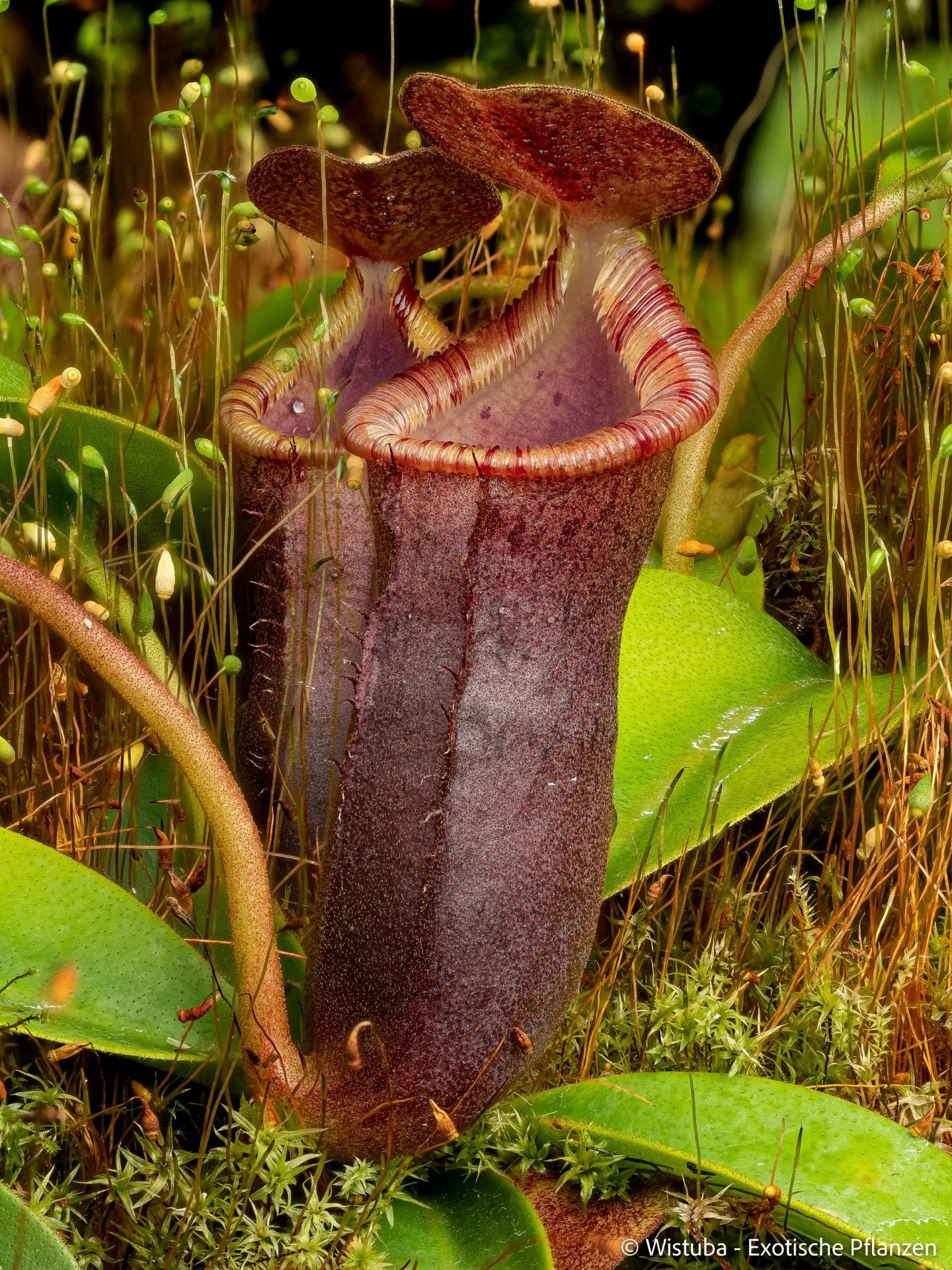 Nepenthes lowii (Mulu) x campanulata 大森食虫植物農園