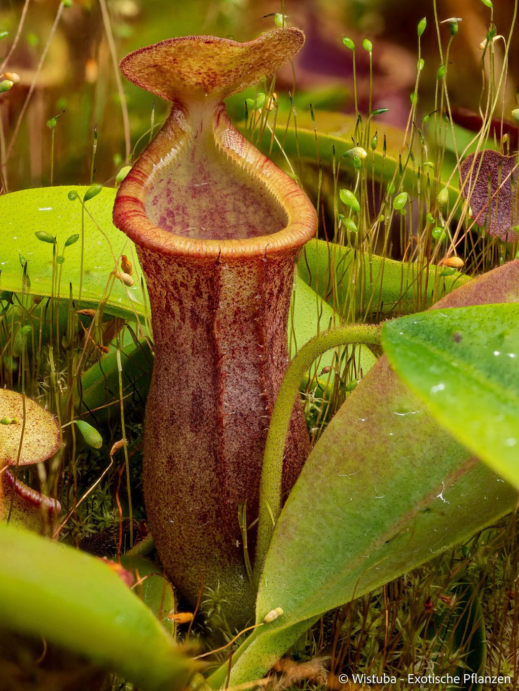 Nepenthes lowii (Mulu) x campanulata 大森食虫植物農園