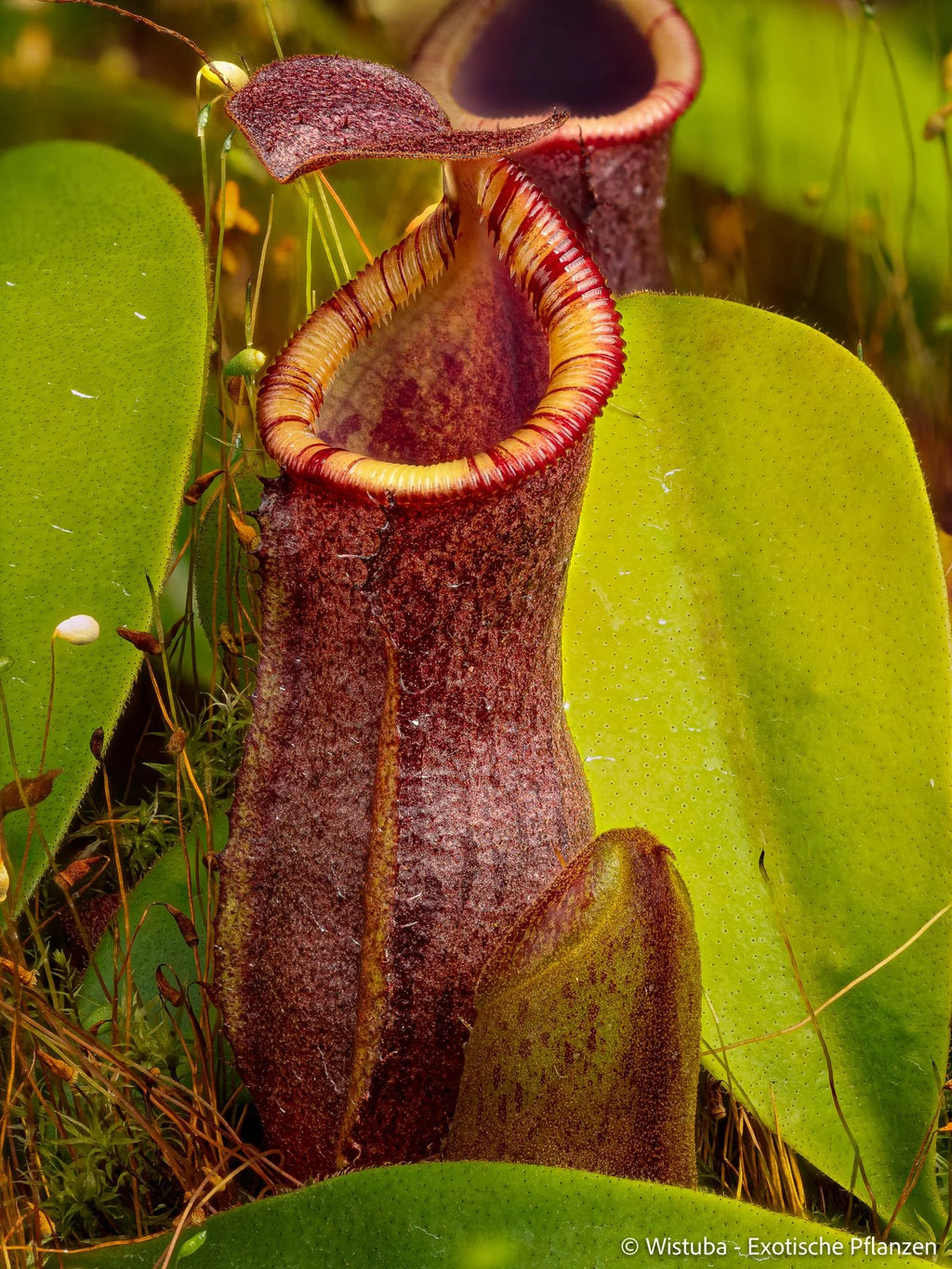 Nepenthes lowii (Mulu) x campanulata 大森食虫植物農園