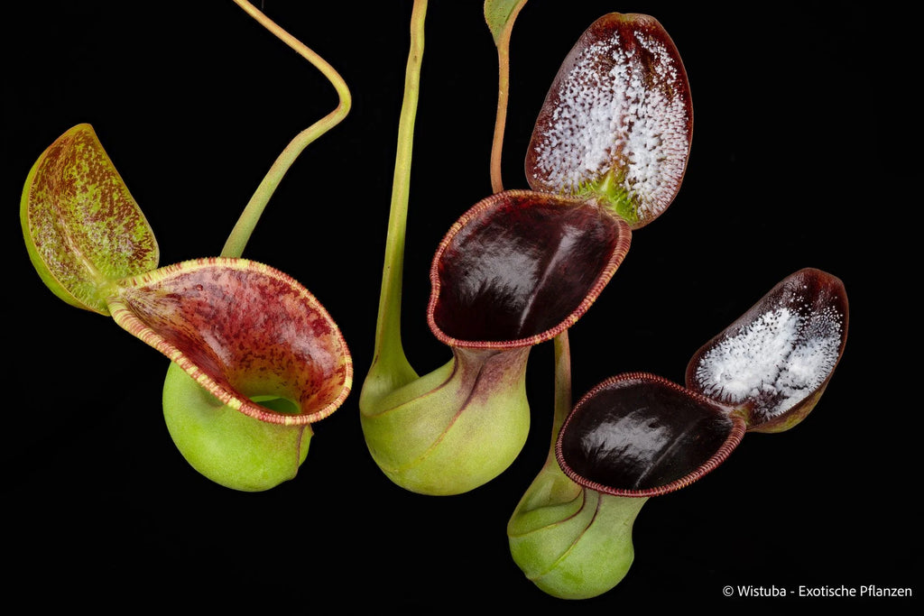 Nepenthes lowii (Mulu) x ephippiata (Gunung Rajah) 大森食虫植物農園