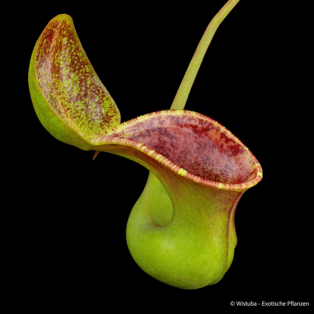 Nepenthes lowii (Mulu) x ephippiata (Gunung Rajah) 大森食虫植物農園