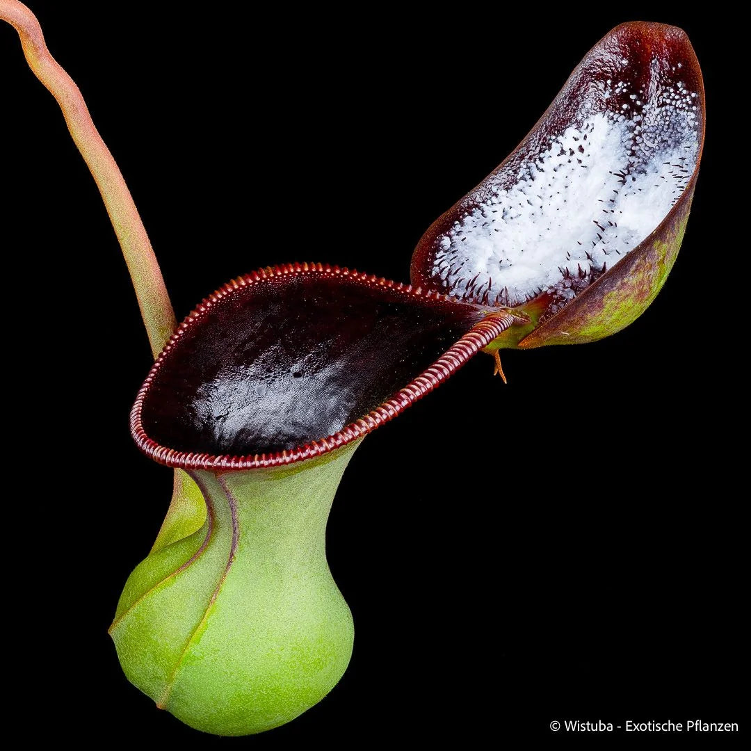 Nepenthes lowii (Mulu) x ephippiata (Gunung Rajah) 大森食虫植物農園