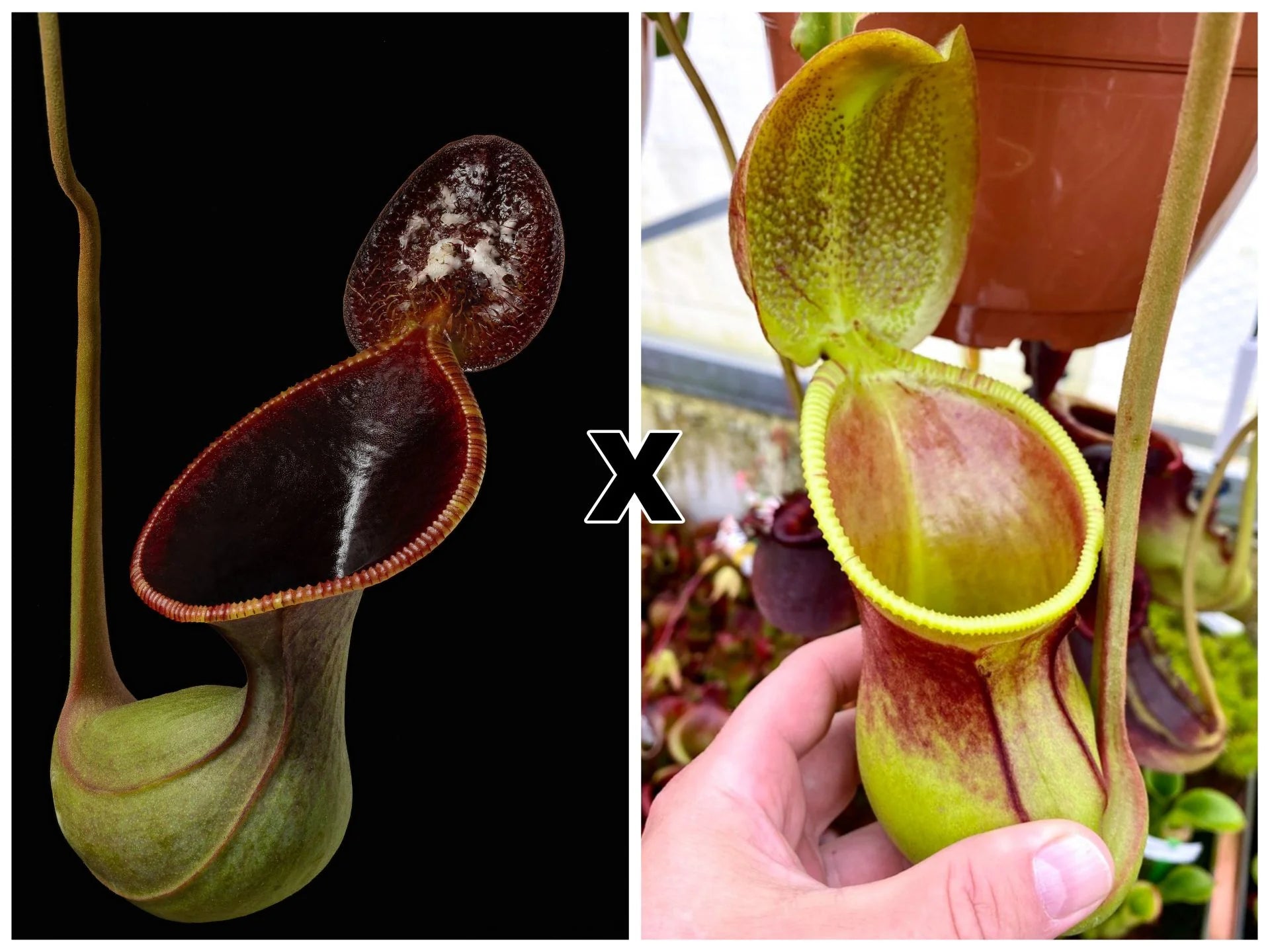 Nepenthes lowii (Mulu) x ephippiata (Gunung Rajah) 大森食虫植物農園