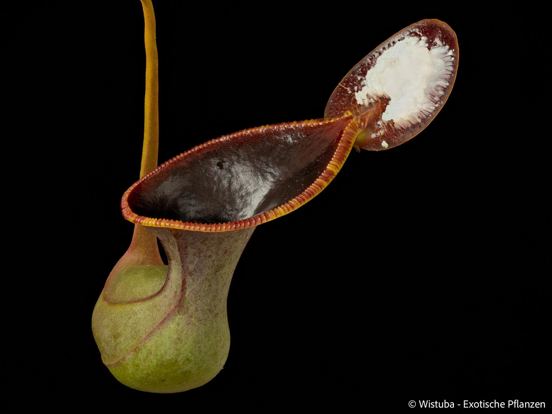 Nepenthes lowii (RS, unknown origin) 大森食虫植物農園