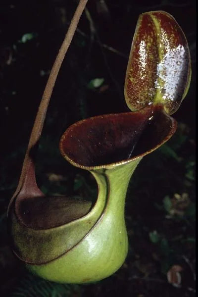 Nepenthes lowii (RS, unknown origin) 大森食虫植物農園