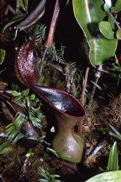 Nepenthes lowii (RS, unknown origin) 大森食虫植物農園
