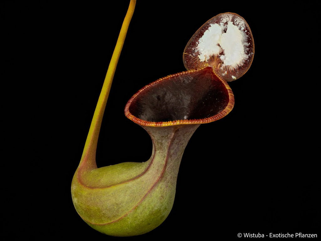 Nepenthes lowii (RS, unknown origin) 大森食虫植物農園