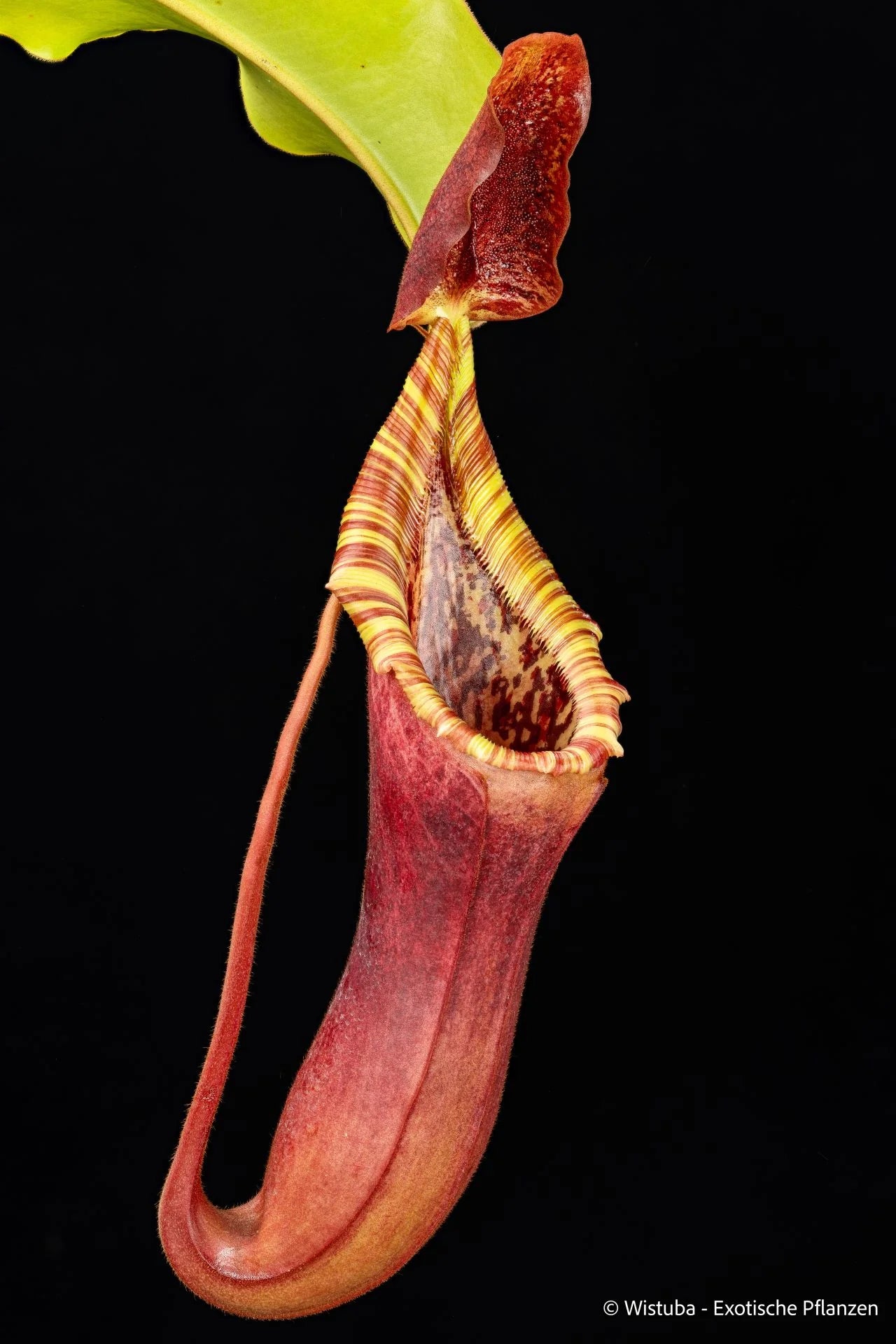 Nepenthes lowii × veitchii (UZ) 大森食虫植物農園