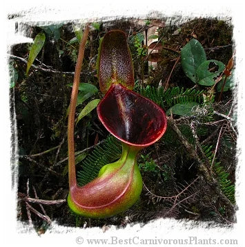 Nepenthes lowii {seedgrown individuals, Mt. Trusmadi, Sarawak, Malaysia} [BCP ID# N2641, 2642] / 1株の苗, サイズ 2-4 cm 大森食虫植物農園