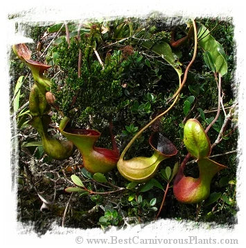 Nepenthes lowii {seedgrown individuals, Mt. Trusmadi, Sarawak, Malaysia} [BCP ID# N2002, N2003] / 1株の苗, サイズ 5-15 cm 大森食虫植物農園
