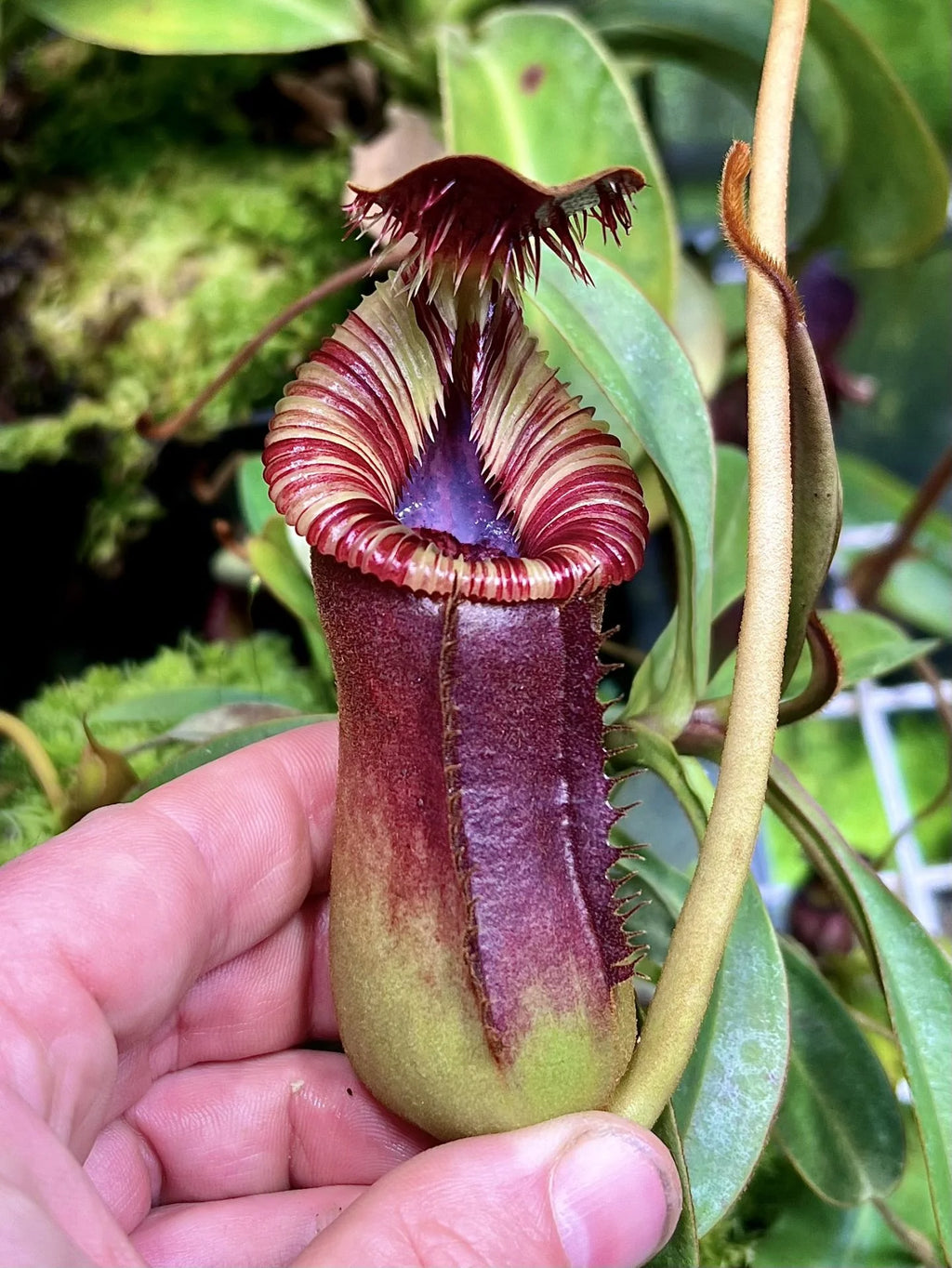 Nepenthes lowii x Trusmadiensis 大森食虫植物農園