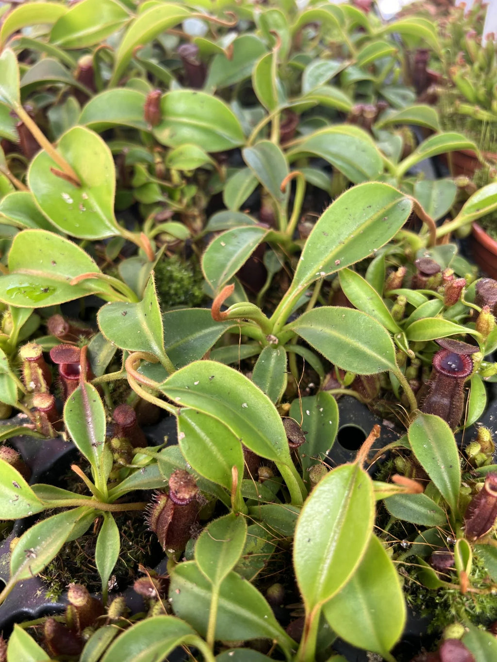 Nepenthes lowii x Trusmadiensis 大森食虫植物農園