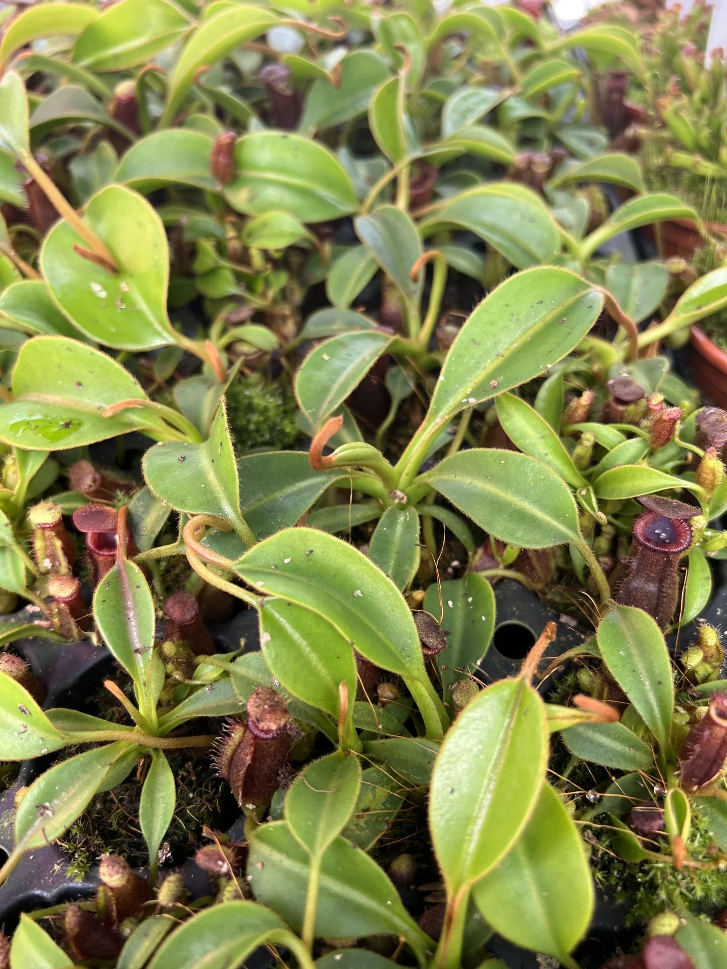 Nepenthes lowii x Trusmadiensis 大森食虫植物農園