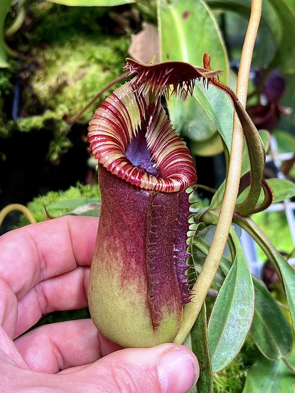 Nepenthes lowii x Trusmadiensis 大森食虫植物農園