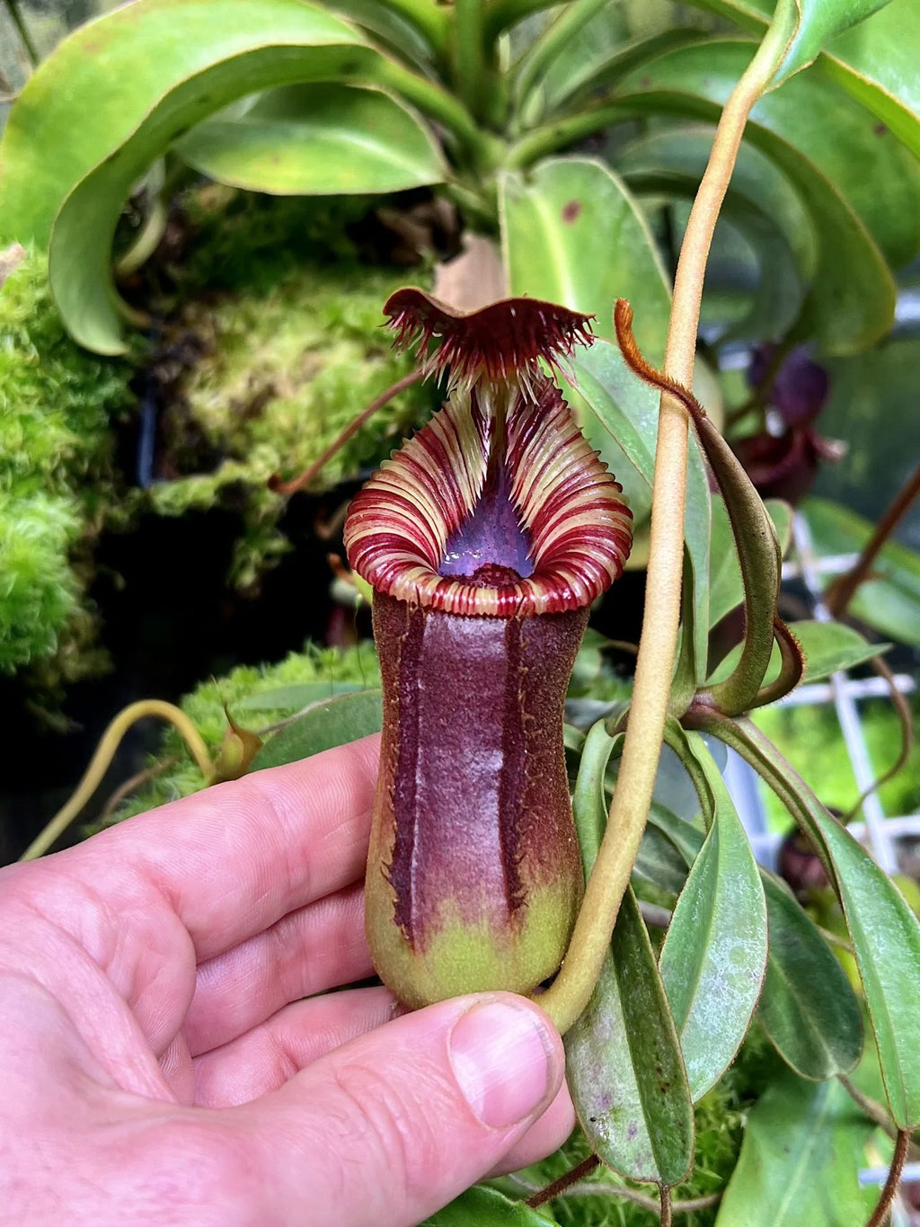 Nepenthes lowii x Trusmadiensis 大森食虫植物農園
