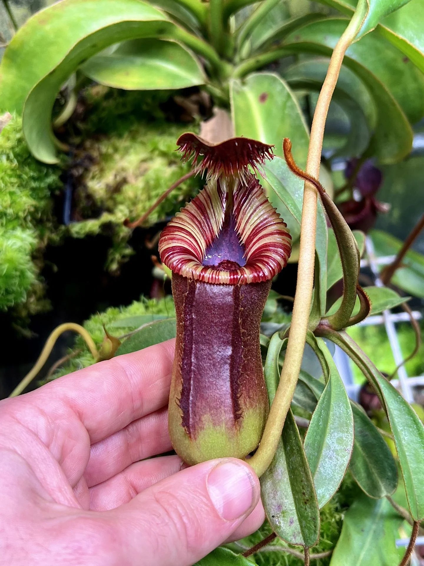 Nepenthes lowii x Trusmadiensis 大森食虫植物農園