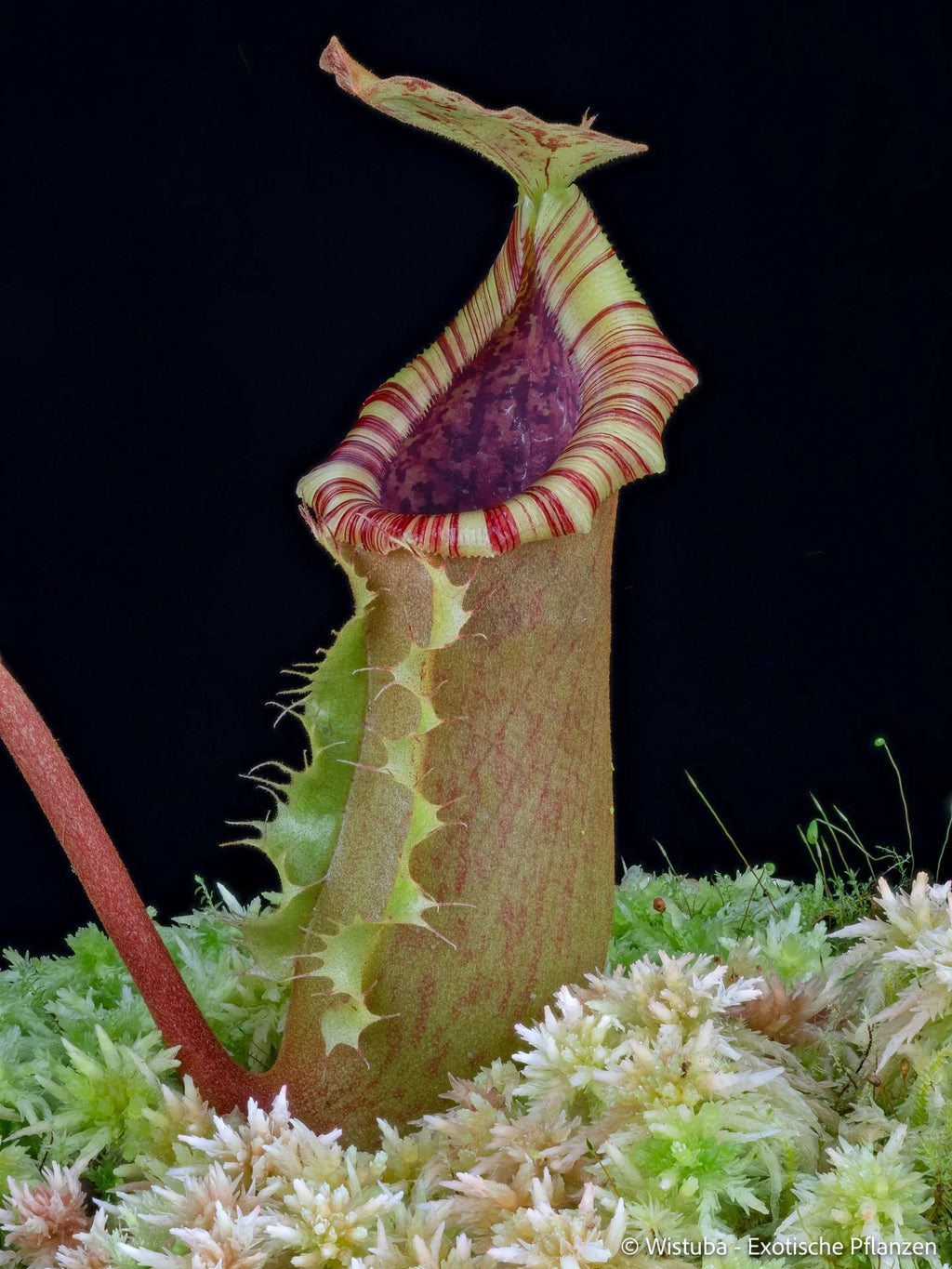 Nepenthes lowii x (northiana x maxima) 大森食虫植物農園