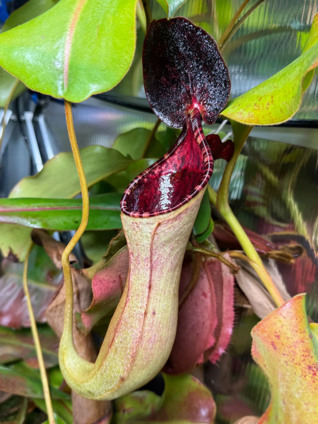Nepenthes lowii x clipeata 大森食虫植物農園