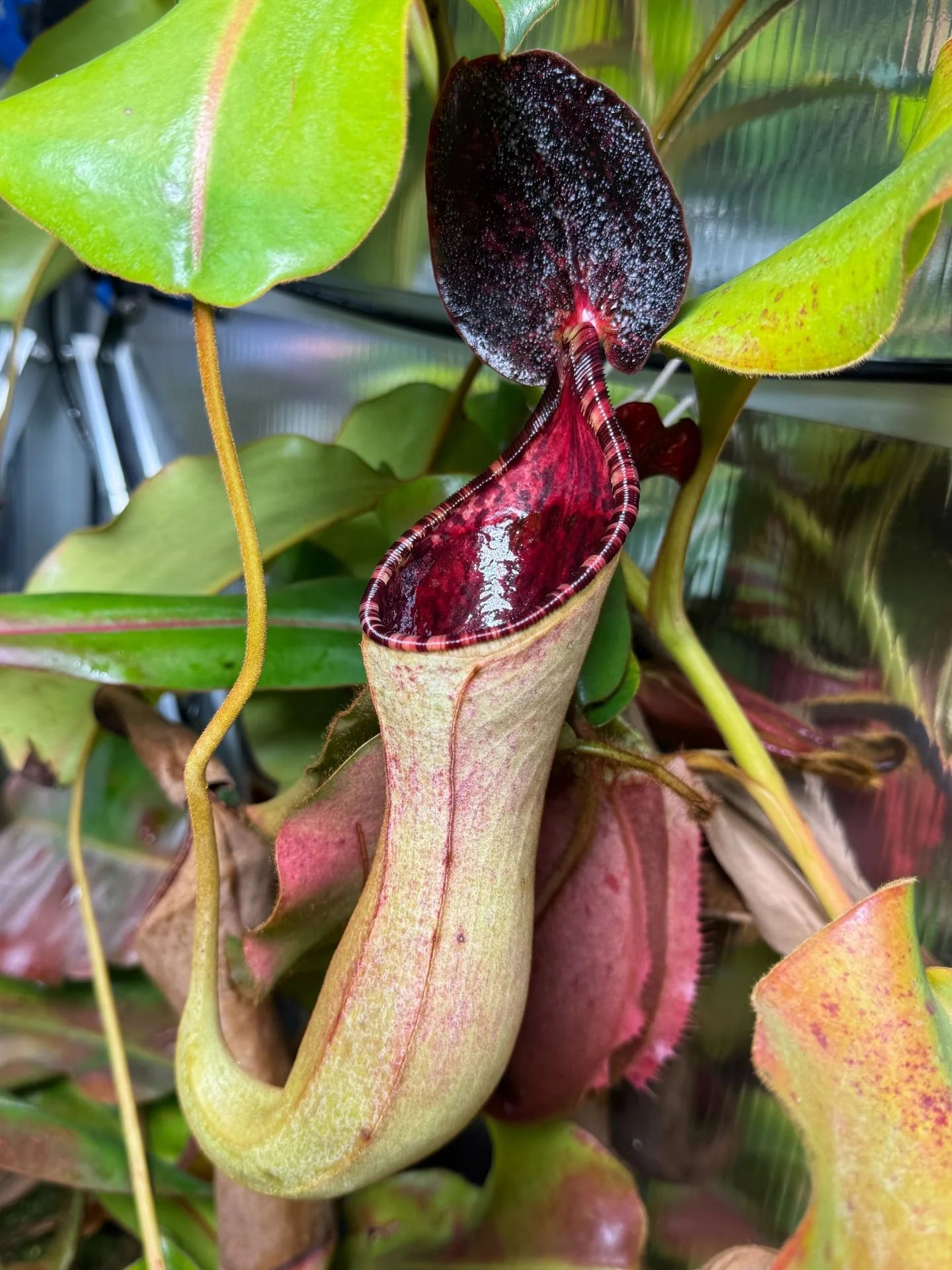 Nepenthes lowii x clipeata 大森食虫植物農園