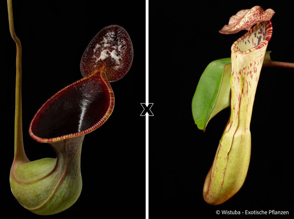 Nepenthes lowii x clipeata 大森食虫植物農園