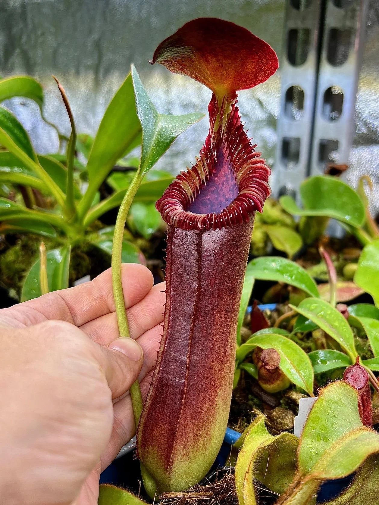 Nepenthes lowii x edwardsiana 大森食虫植物農園