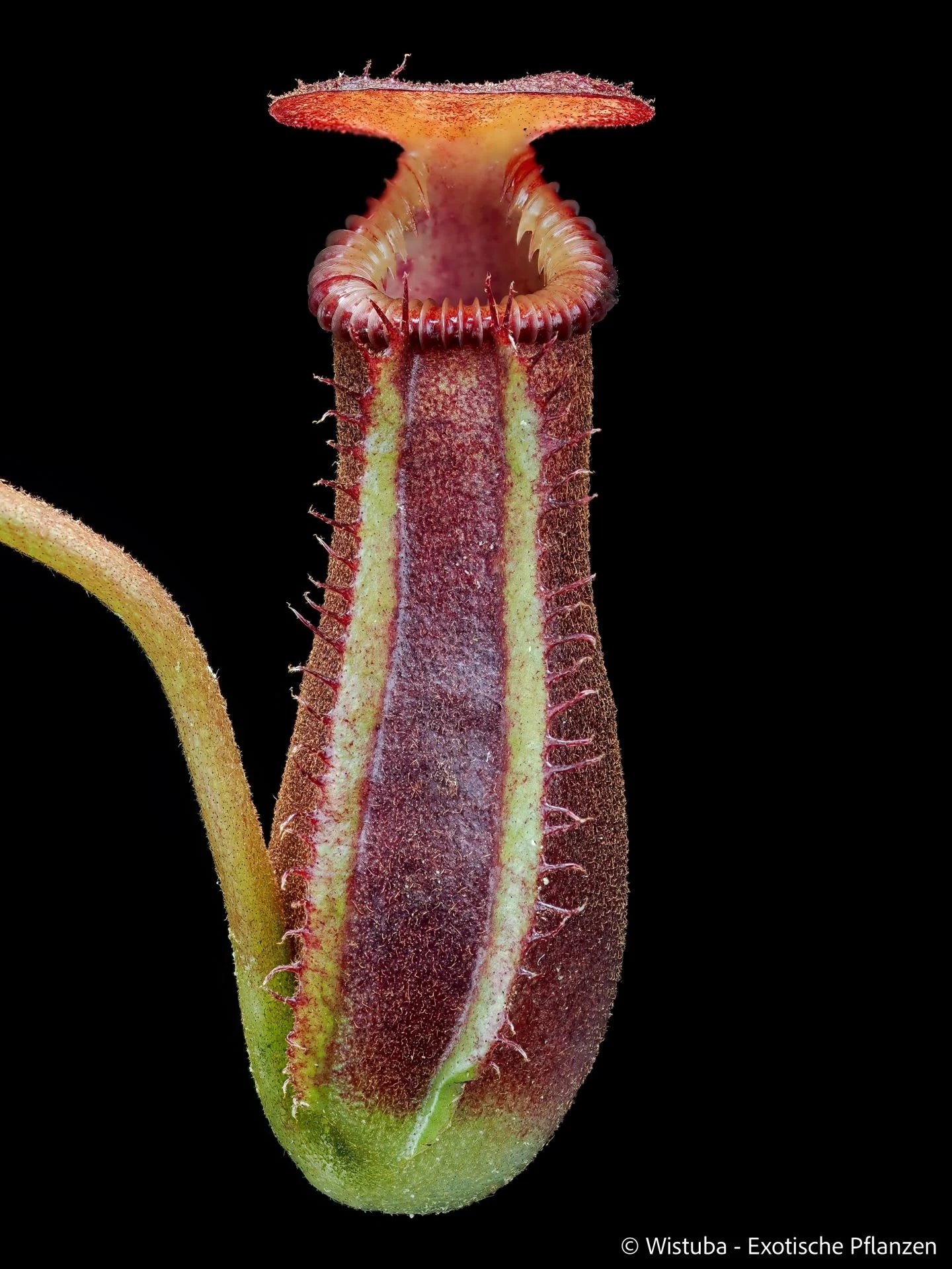 Nepenthes lowii x edwardsiana 大森食虫植物農園
