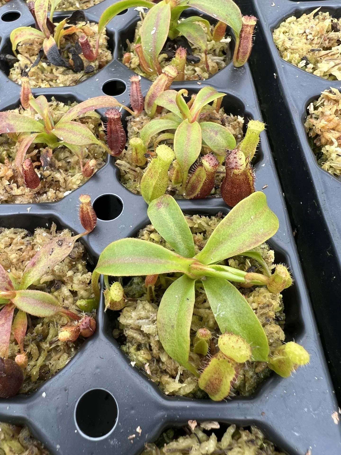 Nepenthes lowii x edwardsiana 大森食虫植物農園